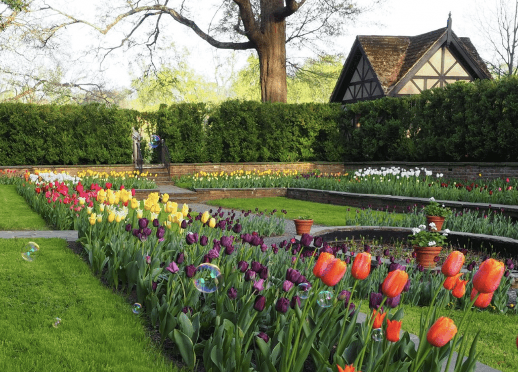 Agecroft Hall & Gardens tulips with a manor building behind
