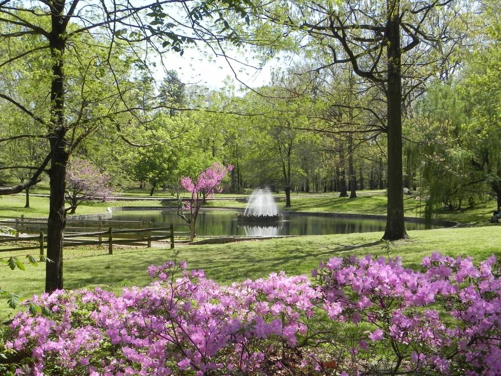 azaleas surrounding the pond at Bryan Park