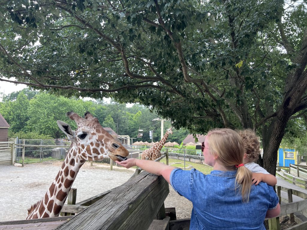 A woman and a toddler feed a giraffe at the zoo